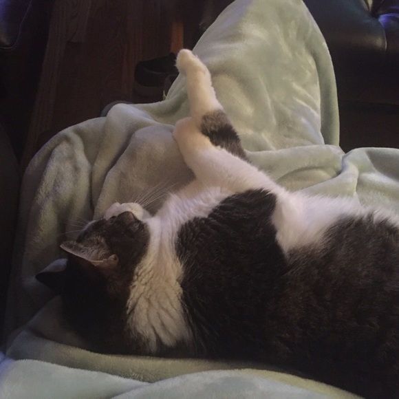 sweet boy went to heaven 😭😭😭 - Picture 5 of 5